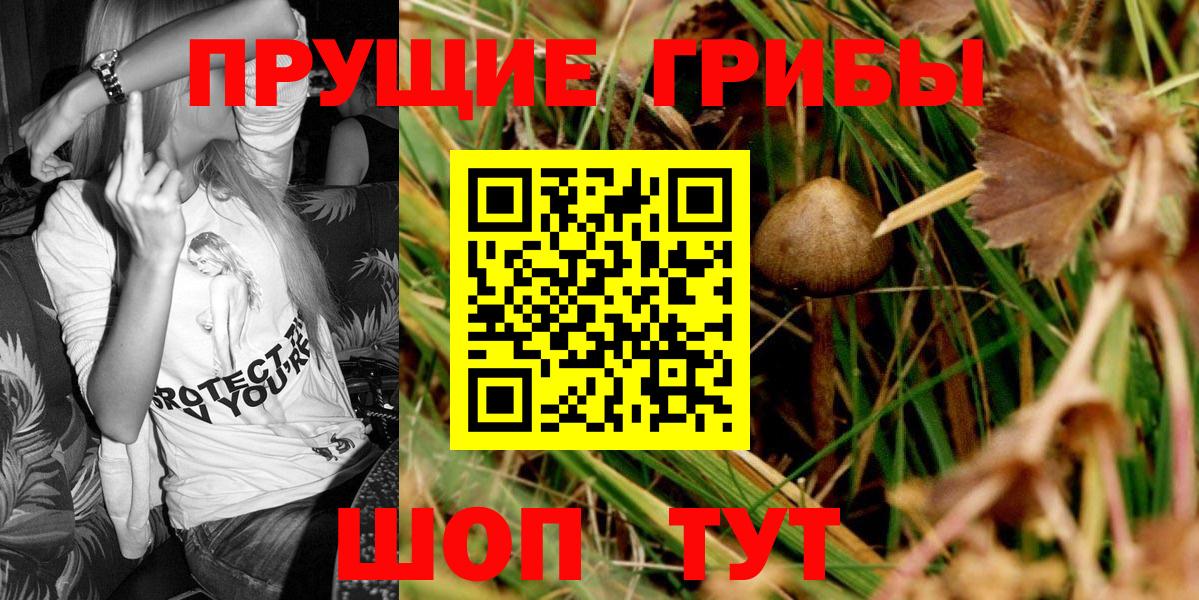 Псилоцибиновые грибы Psilocybe Ефремов